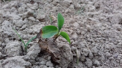 Little Turmeric tree