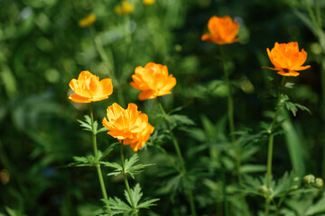 Beautiful flowers blooming in spring day.