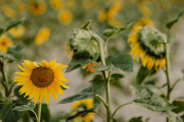 Champ de tournesols