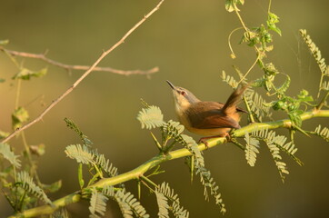 ashy prinia