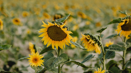 Champ de tournesols
