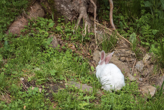 White fluffy rabbit walks on the green grass.