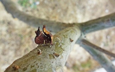 strange bug
