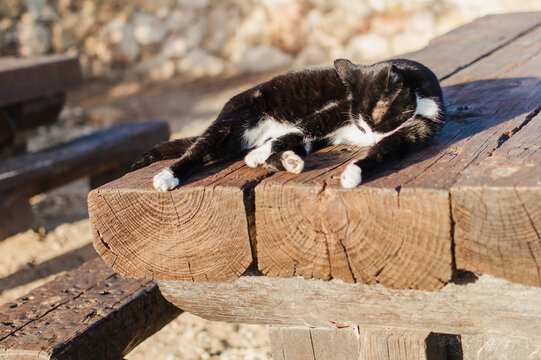 Adorable cat relaxing outdoors, close up image. Domestic pets collection.