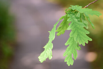 Green oak leaves hang from above tree.