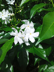 fresh white jasmine flowers in green leaves closeup .soft focused concept