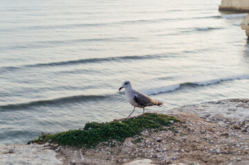 Close up of a curious seagull bird walking on a cliff rocks rural natural outdoors coastal environment background.