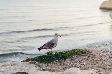 Close up of a curious seagull bird walking on a cliff rocks rural natural outdoors coastal environment background.