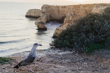 Close up of a curious seagull bird walking on a cliff rocks rural natural outdoors coastal environment background.