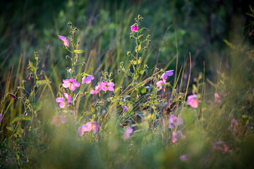 Pink wild flowers bloom in wetlands bordering Breton Bay, Leonardtown, St. Mary's County, Maryland.