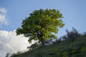 Chêne sur une colline dans la région des Marches en Italie 