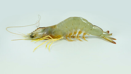 Fresh shrimp (Penaeus Indicus) isolated on white 