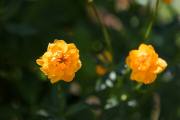 Beautiful flowers blooming in spring day.