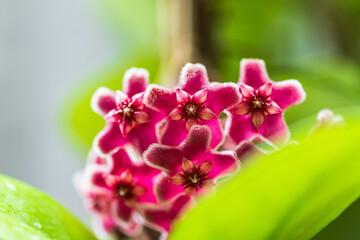 Close up of star shaped red and pink flowers of Hoya carnosa or porcelain flower or wax plant.