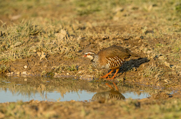 Red-legged or French Partridge (Scientifc name: Alectoris Rufa) drinking at a pool of water.  Facing left.  Horizontal.  Space for copy,