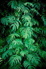 Naklejka na ściany i meble Green leaf background ( Philodendron, Philodendreae ) beautiful and Usefuldecorative ornamental plants