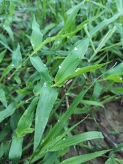 fresh herbs in the garden