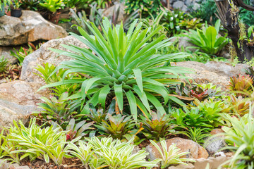 Naklejka na ściany i meble Bromeliad, or Aechmea fasciata, Urn Plant, bromeliaceae Green leaf background beautiful and Useful decorative ornamental plants