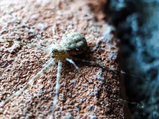 The gray spider is sitting on the surface and the light is shining on it.