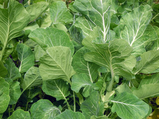 Fototapeta premium cabbage leaves detail
