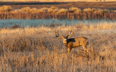 Mule Deer Buck During the Fall Rut in Colorado