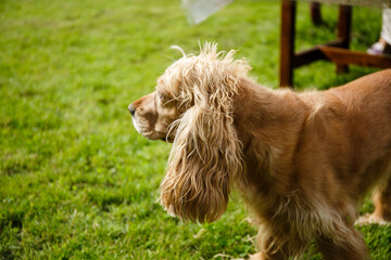 an adult english cocker spaniel of golden color on green grass in the yard