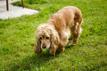 an adult english cocker spaniel of golden color on green grass in the yard