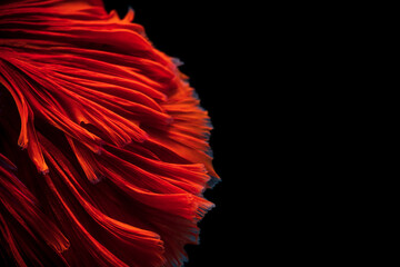 Abstract background image derived from striated surfaces Streak fluttering From the swimming of the  Red Betta fighting fish on black background