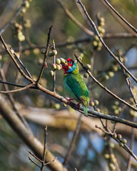 Malabar Barbet