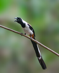 White-bellied Treepie calling