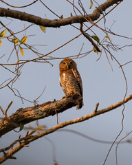 Jungle Owlet perched on a branch