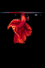Red Siamese fighting fish Betta splendens,on black background ,Betta Fancy Koi Halfmoon Plakat
