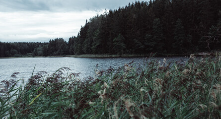reflection of trees in lake
