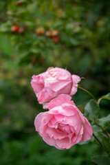 two flowers garden rose closeup