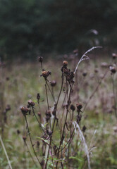 wild flowers in the morning