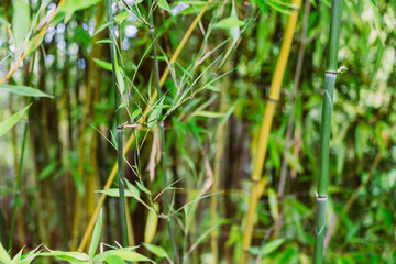Obraz na płótnie Canvas Bambus