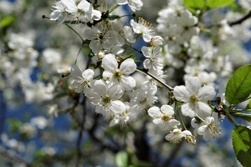 cherry tree blossom