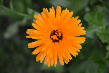 blossom of calendula