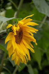 sunflower flower with ripe seeds close-up