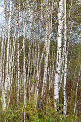 Birch, vertical frame