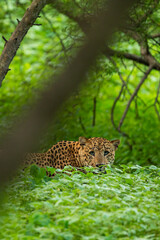 Wild male Indian leopard or panther stalking from natural green background in monsoon season safari at jhalana leopard or forest reserve jaipur rajasthan india - panthera pardus fusca