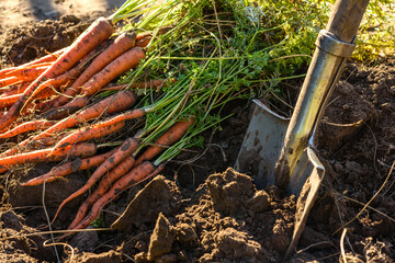 Fresh harvested carrots on the ground in the garden on the planting bed