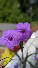 Mexican petunias blossom every morning and lose their flowers by nightfall.