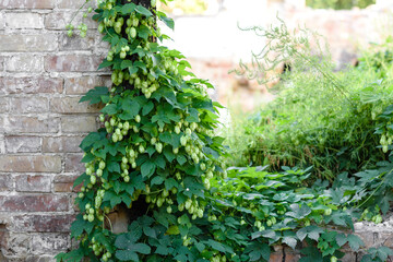 Green fresh hop cones for making beer and bread closeup