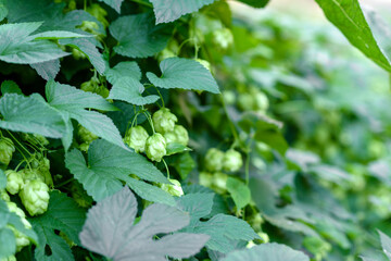 Green fresh hop cones for making beer and bread closeup