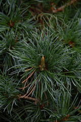 natural background of pine needles close up