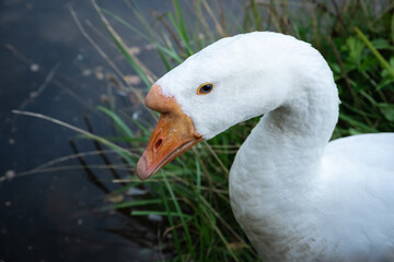 Sad goose by the lake. Dramatic scene