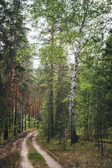Fototapeta na wymiar road in the forest