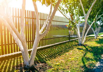 Whitewashed bark of fruit trees growing in sunny orchard garden on blurred green copy space background. Gardening and agriculture, protective procedure concept. © bilanol