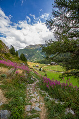 Fototapeta na wymiar Landscape of Switzerland with hiking path, mountain range, wild pink flowers and forest near Zermatt, Valais canton (summer, trail, vertical)